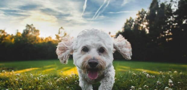 Flea and tick treatment for dogs – happy dog running on grass