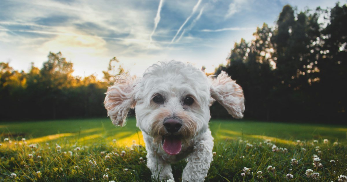 Flea and tick treatment for dogs – happy dog running on grass