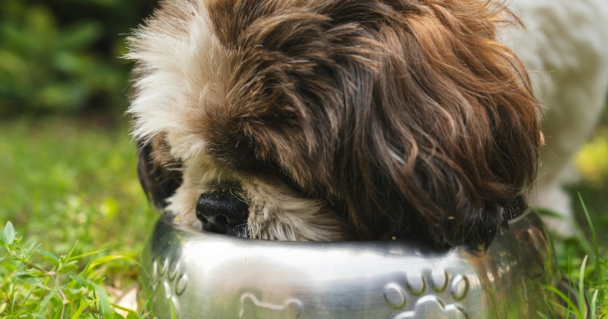 Dog eating a raw dog food meal from a metal bowl
