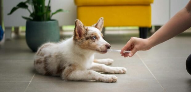 dog lying on the floor with its owner, the kind of pet whose medication is covered when asking is Budget Pet Care legit