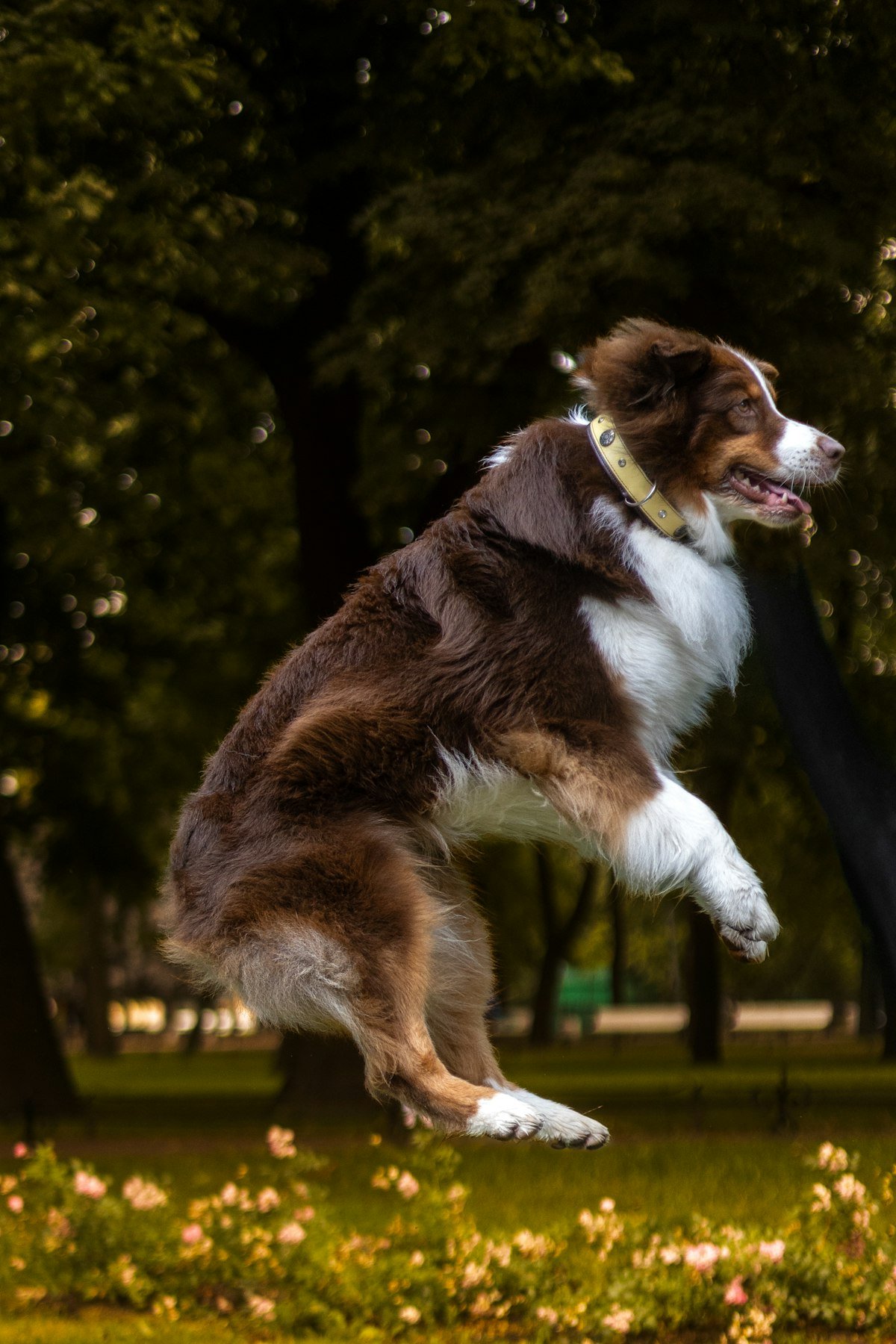 a brown and white dog leaping in a park, healthy and active after routine flea and tick prevention