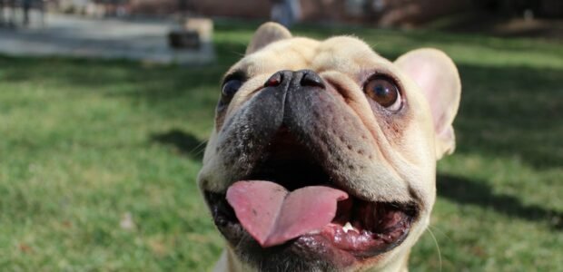 Is Kinship legit - happy dog outdoors representing Kinship pet products