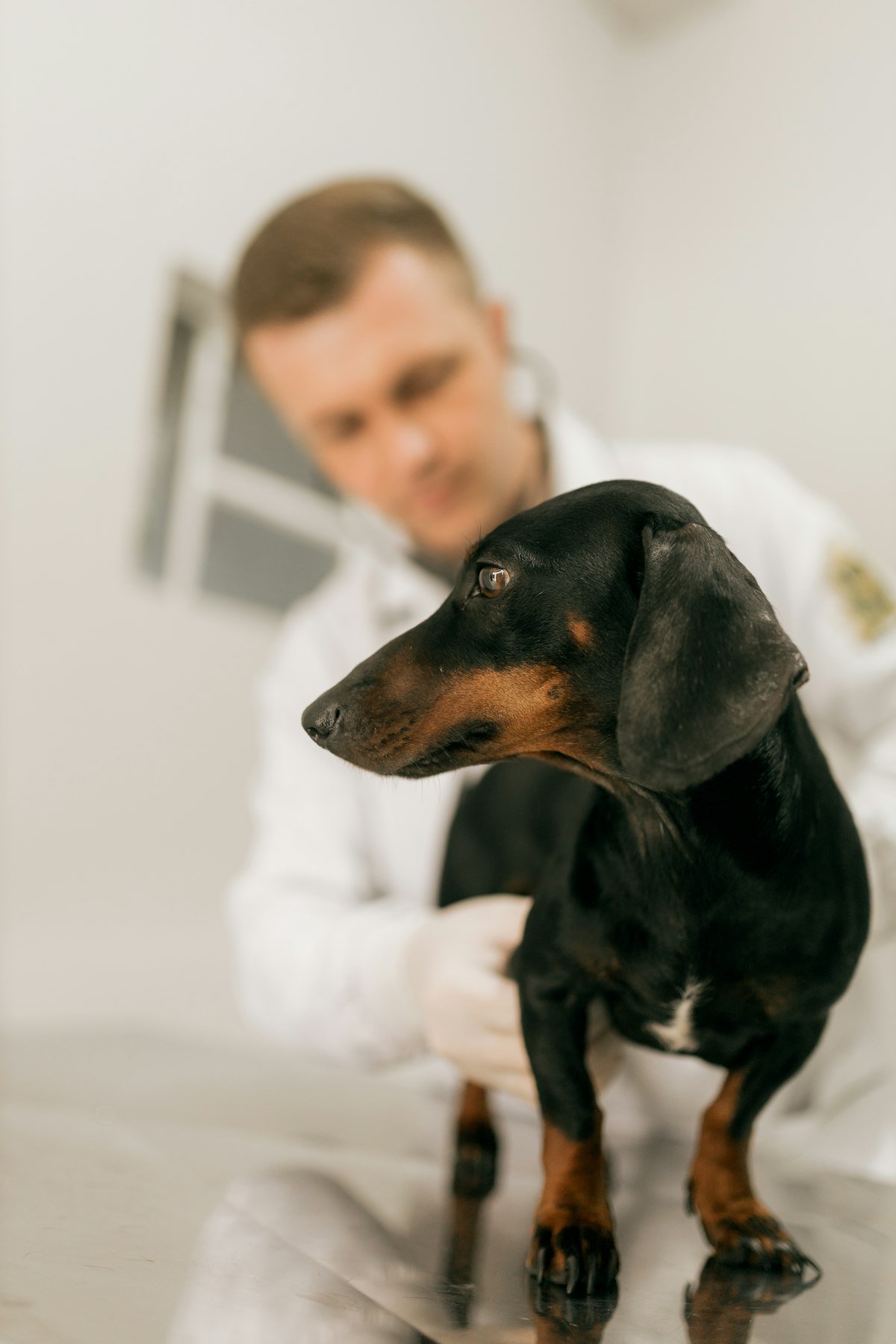 Veterinarian examining a dachshund before prescribing pet medication online